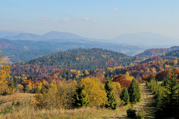 Fototapeta premium Mountains view altitude. Landscape of the forest at the autumn. Panorama with orange and yellow colorful trees. Background of the Carpathian mountains in the Ukraine.
