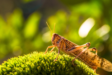 Close up of brown grasshopper Schistocerca gregaria grass meadow illuminated by a soft natural sunset light. The Schistocerca gregaria own to arachnid family.