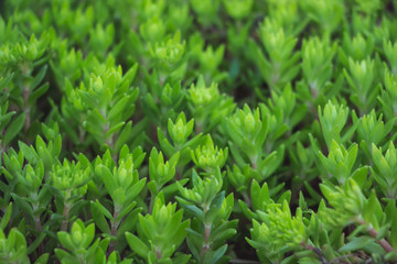  Macro of Green grass at the spring