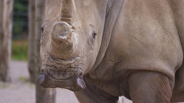  Close up of endangered white rhino at wildlife park in the UK. No people. 