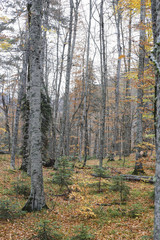Lake and forest nature view. Autumn and forest view camping outdoors. seven lakes in Turkey. Lush greenery reflection in water surface of primeval forest lake 