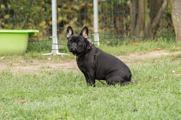 bouledogue