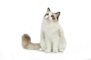 Rag doll cat on a white background. - obrazy, fototapety, plakaty