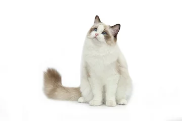 Foto op Plexiglas Rag doll cat on a white background. © moredix