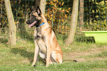 malinois