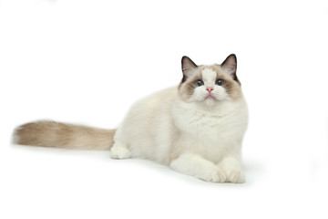 Rag doll cat on a white background.
