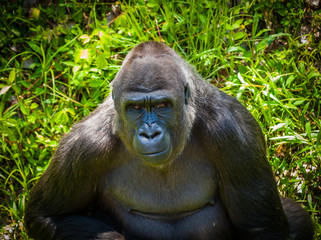 Gorilla