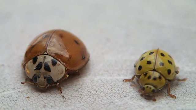 Two ladybugs, the yellow one goes out of the frame