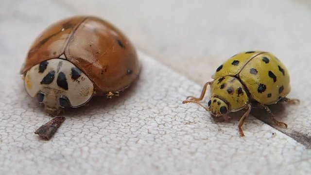 Two ladybugs, the yellow one is moving  