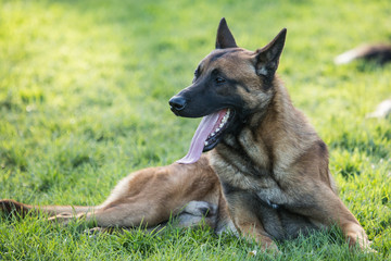 malinois