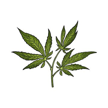 Marijuana plant with leaf in pot. Vintage engraving