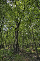 Fototapeta premium Great Oak tree