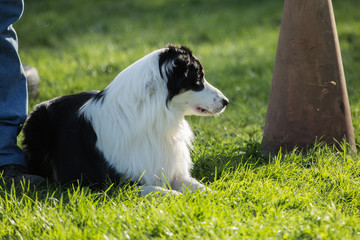 border collie