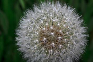 Fototapeta premium Fluffy dandelion is growing on a green meadow.