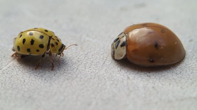 Two ladybugs, the yellow one get cleaner and leaves