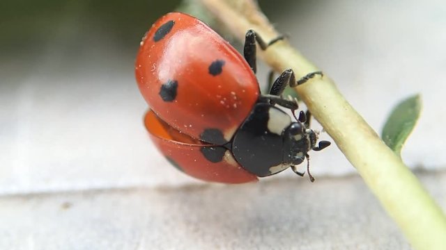 Seven dots ladybug getting cleaner on a leaf stalk