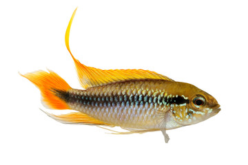 Fototapeta premium Agassiz's dwarf cichlid Apistogramma Agassizii aquarium fish 