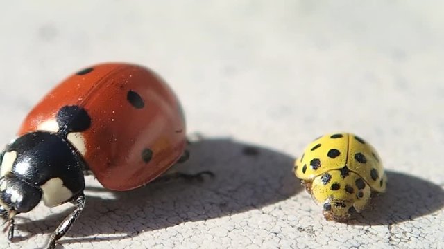 Two ladybugs, the bigger and red one leaves 