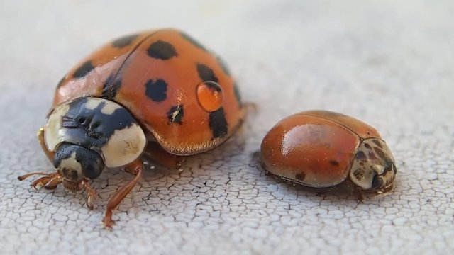 Two ladybugs, the bigger one leaves 