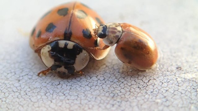 Two ladybugs, the smaller one is climbing on the bigger one 