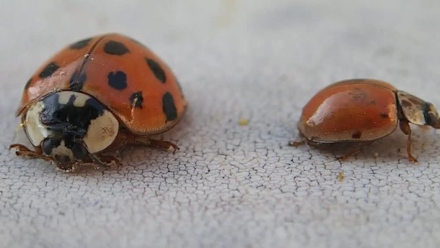 Two ladybugs leaving the frame 
