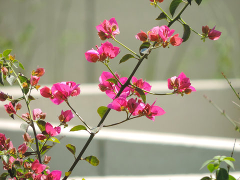 Pink flowers