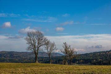 Fototapeta na wymiar Landscape with trees on a meadow somewhere in Bieszczady, Poland
