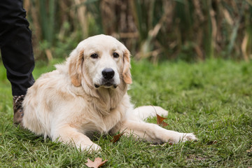 golden retrievers