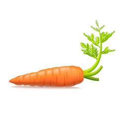 Realistic Detailed 3d Carrots with Leaves. Vector