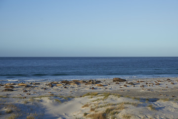 Group of Southern Elephant Seals (Mirounga leonina) lying on a sandy beach on Sea Lion Island in the Falkland Islands.