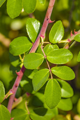 Green Plants Background