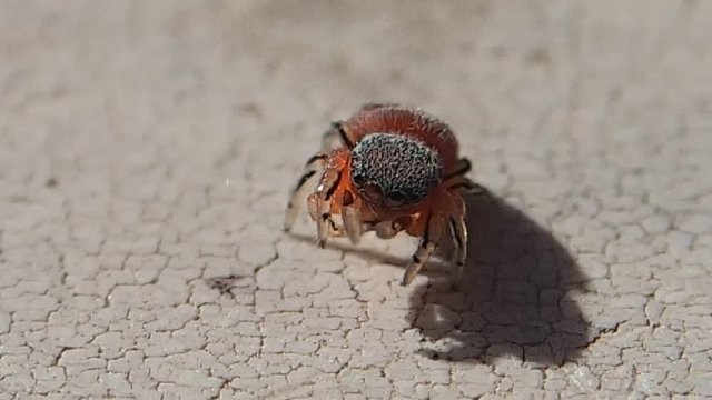 Red jumping spider cleaning its legs and leaving the frame 