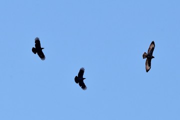 Zwei Krähen verfolgen einen Mäusebussard im Flug vor blauem Himmel