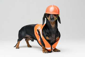 cute dog builder dachshund in an orange construction helmet and a vest obscures the eyes, isolated on gray background, look at the camera