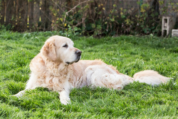 golden retrievers