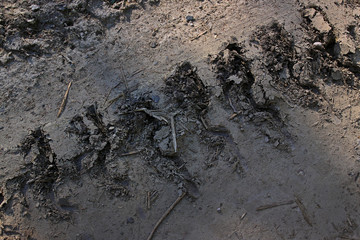 The track from the caterpillar tractor on a dirt road