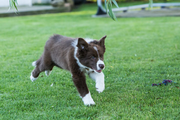 border collie