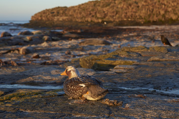 Falkland Steamer Duck (Tachyeres brachypterus) on a sandy beach on Sea Lion Island in the Falkland Islands.