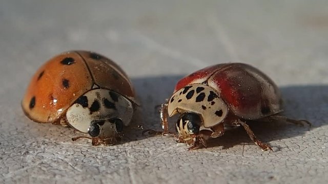 Two ladybugs one red and one almost orange 