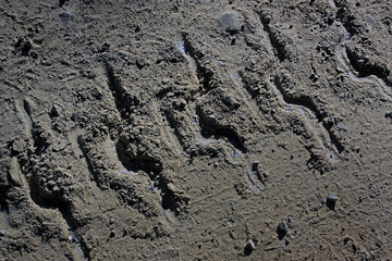 The track from the caterpillar tractor on a dirt road