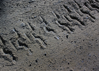 The track from the caterpillar tractor on a dirt road