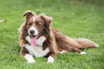 border collie