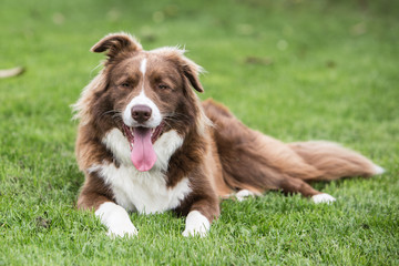 border collie