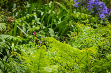 Blumen im Wald, Madeira, Portugal