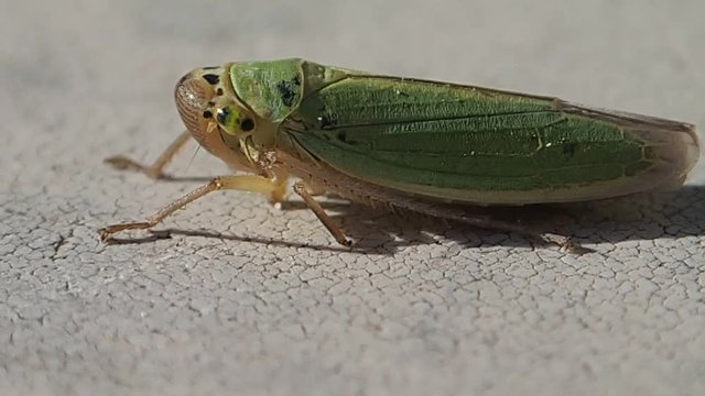 A green cicada moving its front legs 