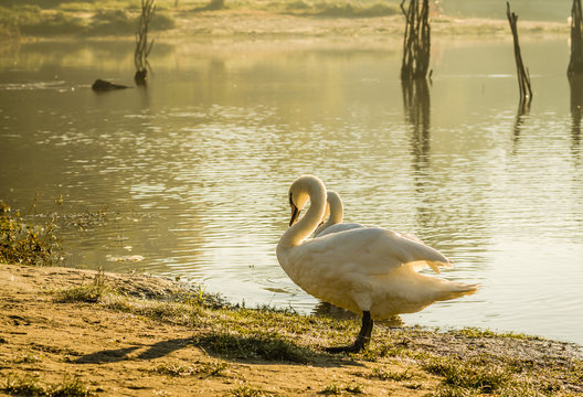 white beautiful Swan