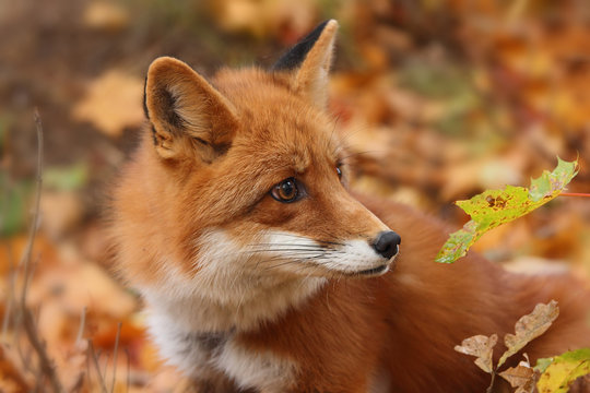 Fox in the autumn forest
