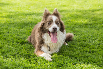 border collie