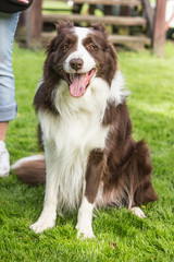 border collie