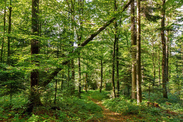 Path Road Way Pathway On Sunny Day In Summer Sunny Forest at Sunset or Sunrise. Nature Woods in Sunlight